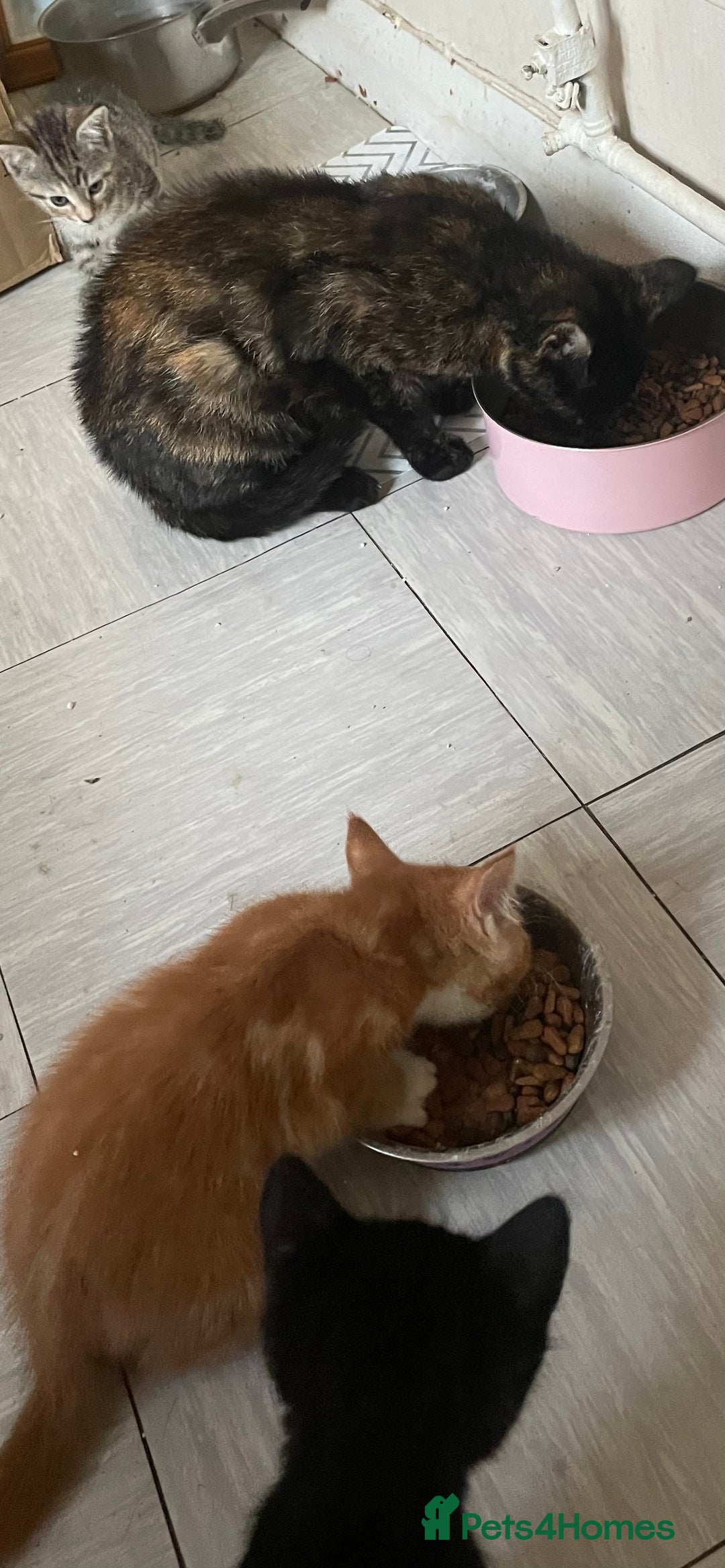 Mixed Breed cats for sale: Beautiful kitties looking for their forever homes. - Image 9