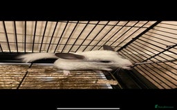 Chinchilla rodents for sale: White gold-bar mosaic Chinchillas for sale (Rare) - Image 1