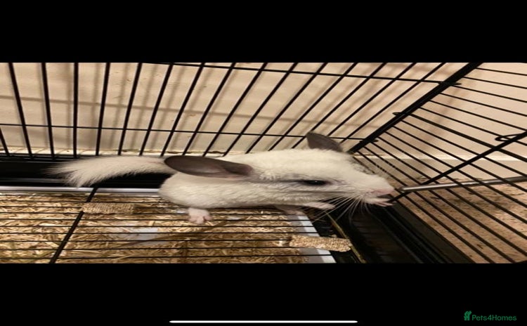 Chinchilla rodents - Advert 7