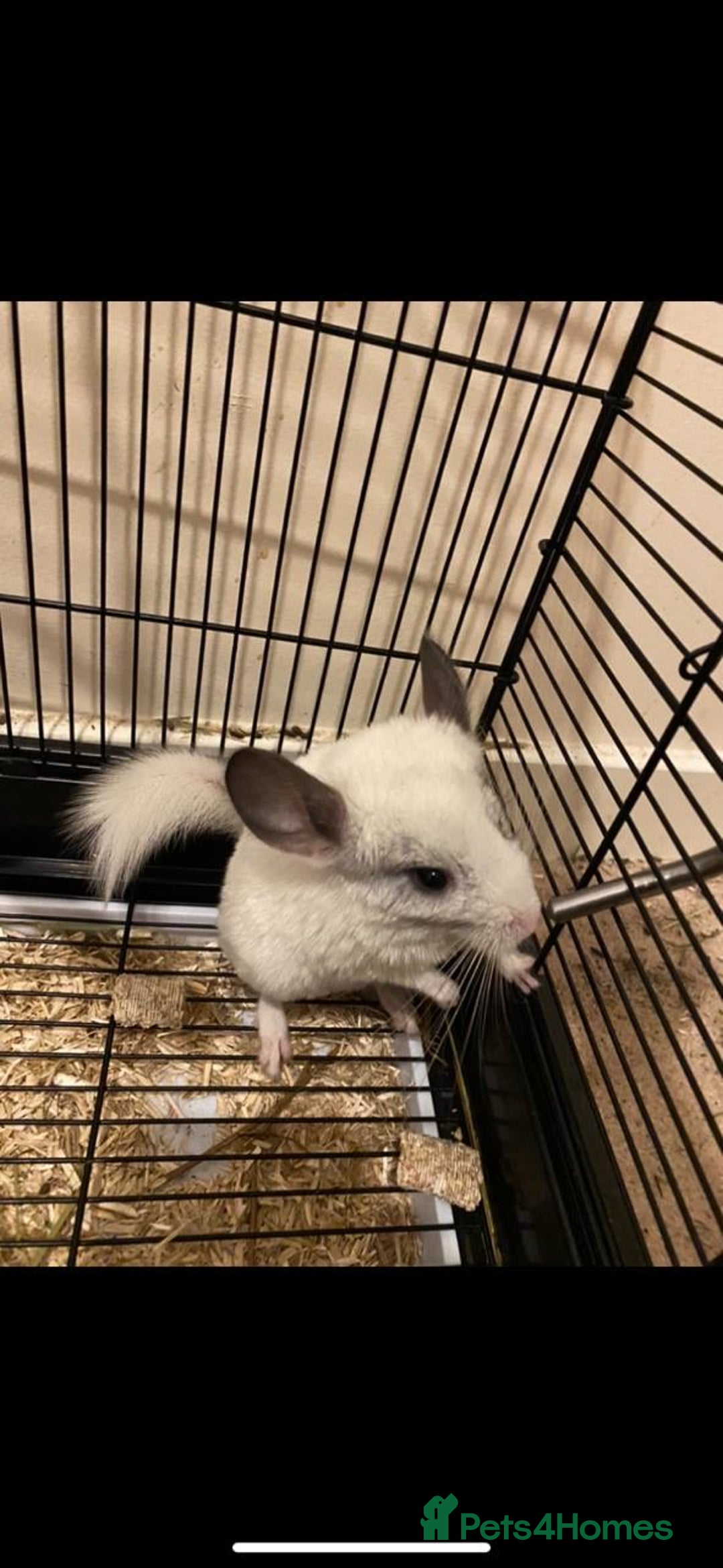 Chinchilla rodents for sale: White gold-bar mosaic Chinchillas for sale (Rare) - Image 1