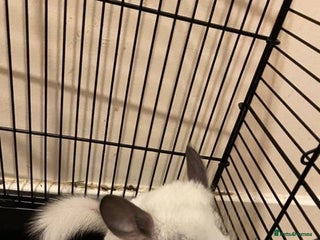 Chinchilla rodents - Advert 41