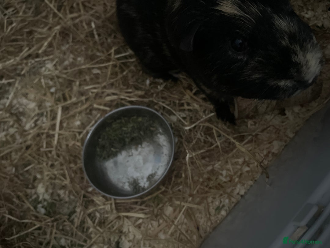 Guinea Pig rodents for sale: Two male boars  - Image 16