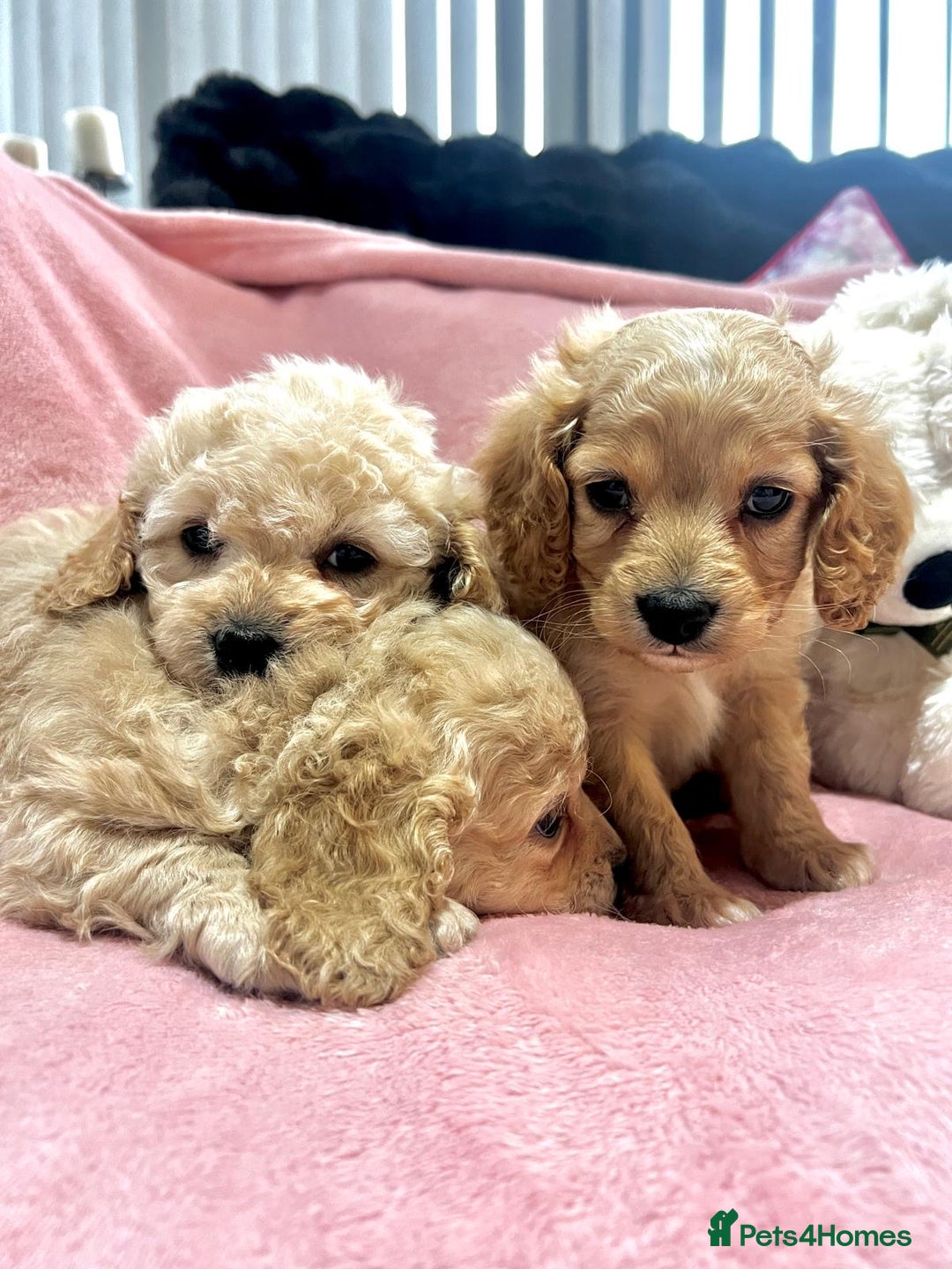 Cockapoo dogs for sale: Tiny cockerpoo pups - Advert 20