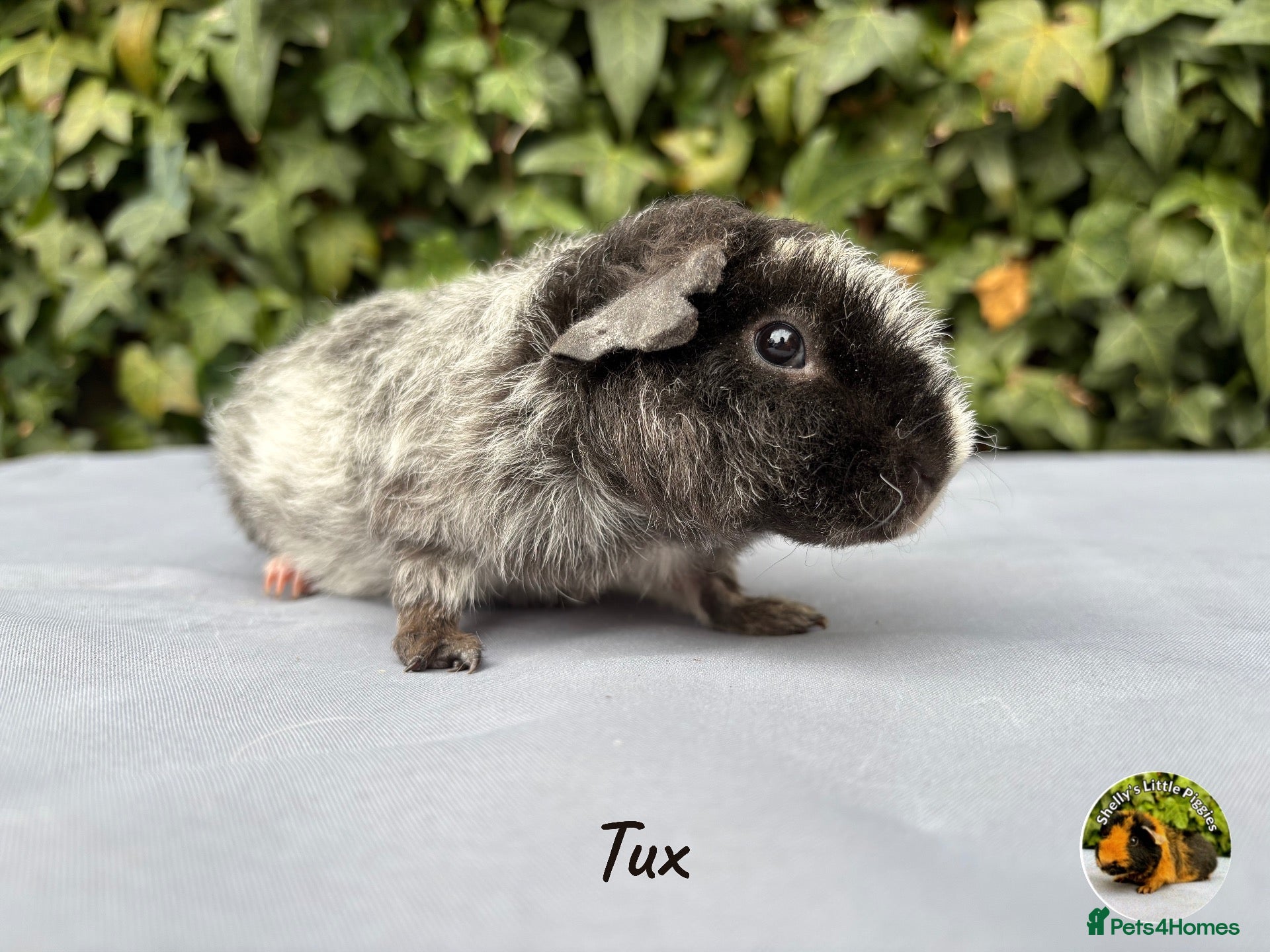 Guinea Pig rodents Beautiful male Teddy boy  - Advert 14