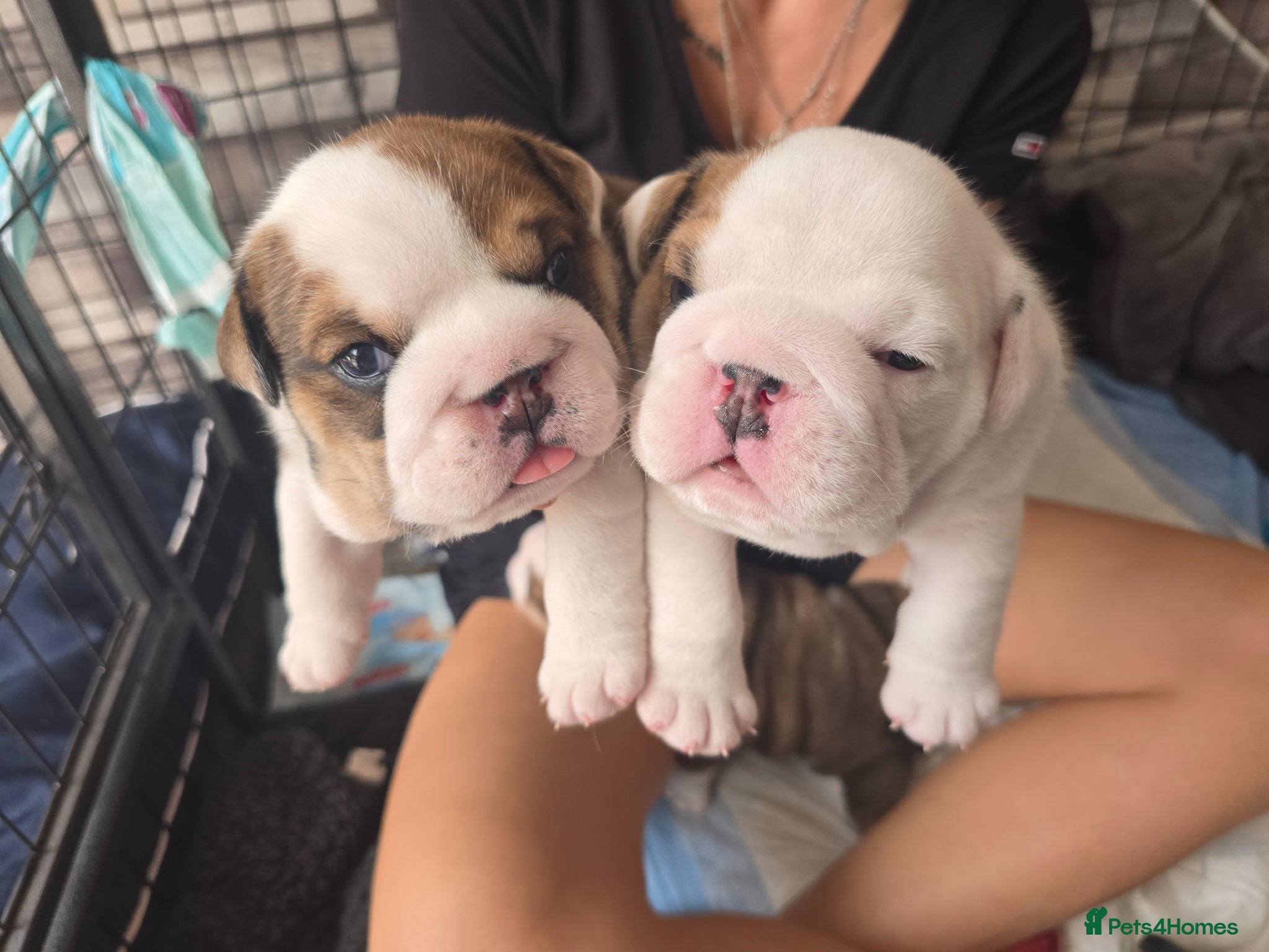 English Bulldog dogs 🐶 🔥KC registered English bulldog puppies✨️🔥 - Advert 1