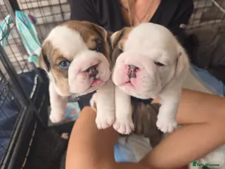 English Bulldog dogs 🐶 🔥KC registered English bulldog puppies✨️🔥 - Advert 1