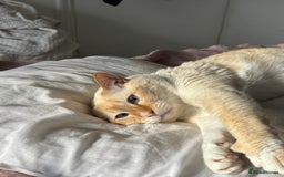 Siamese cats for sale: Ariel - Rescue Siamese - Image 12