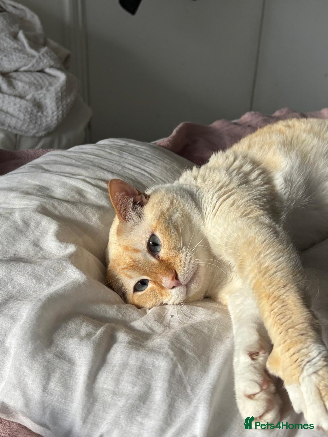 Siamese cats for sale: Ariel - Rescue Siamese - Image 12