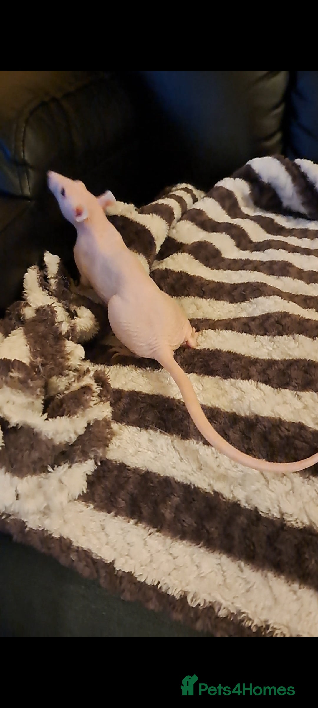 Rat rodents for sale: FEMALE RAT URGENT REHOMING. - Image 7