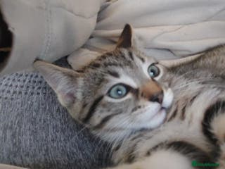 Mixed Breed cats Boy kitten playful and available now - Advert 2