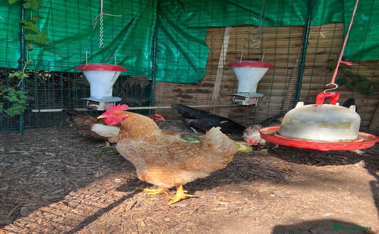 Chickens poultry - Advert 2