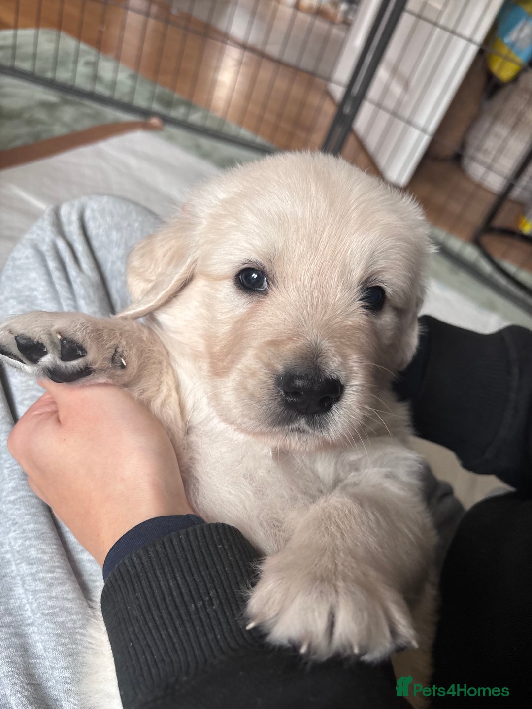 Golden Retriever dogs for sale: 2 female Golden Retrievers puppies - Image 3