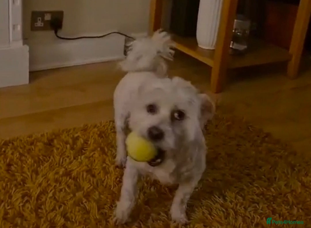 Mixed Breed dogs for adoption: NORRIS  - Advert 3