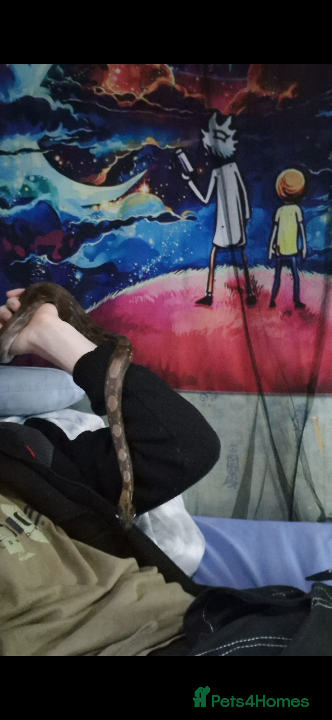 Boa Snake reptiles for sale: Phantom morph boa constrictor  - Image 3