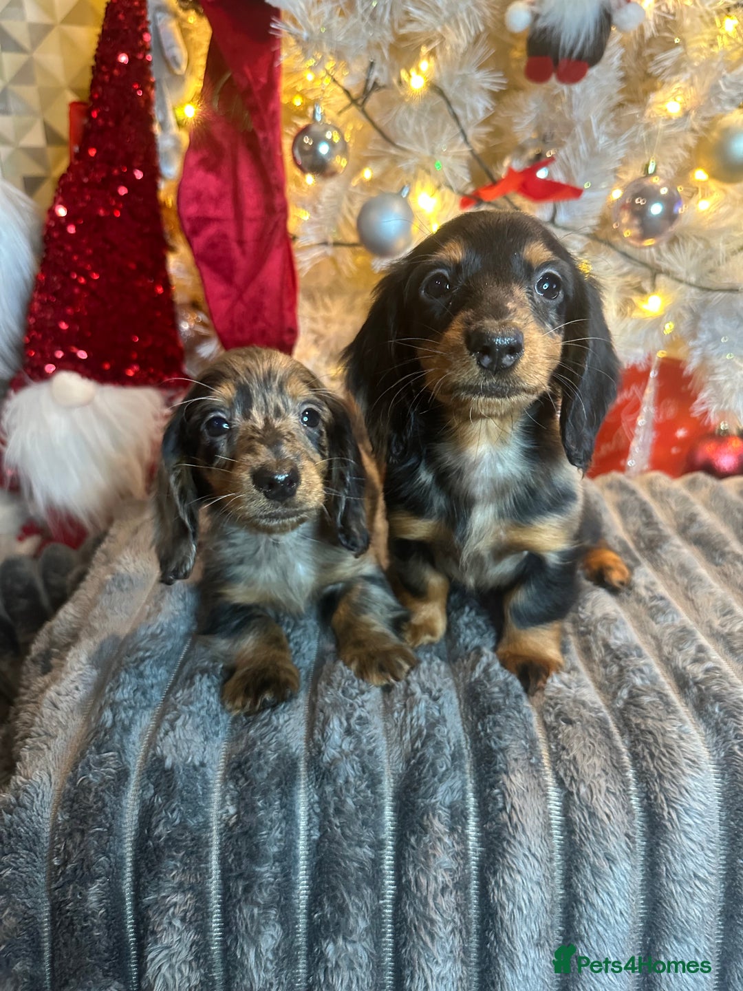 Miniature Dachshund dogs for sale: Long Haired Miniature Dachshund puppies - Advert 4