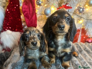 Miniature Dachshund dogs Long Haired Miniature Dachshund puppies - Advert 6