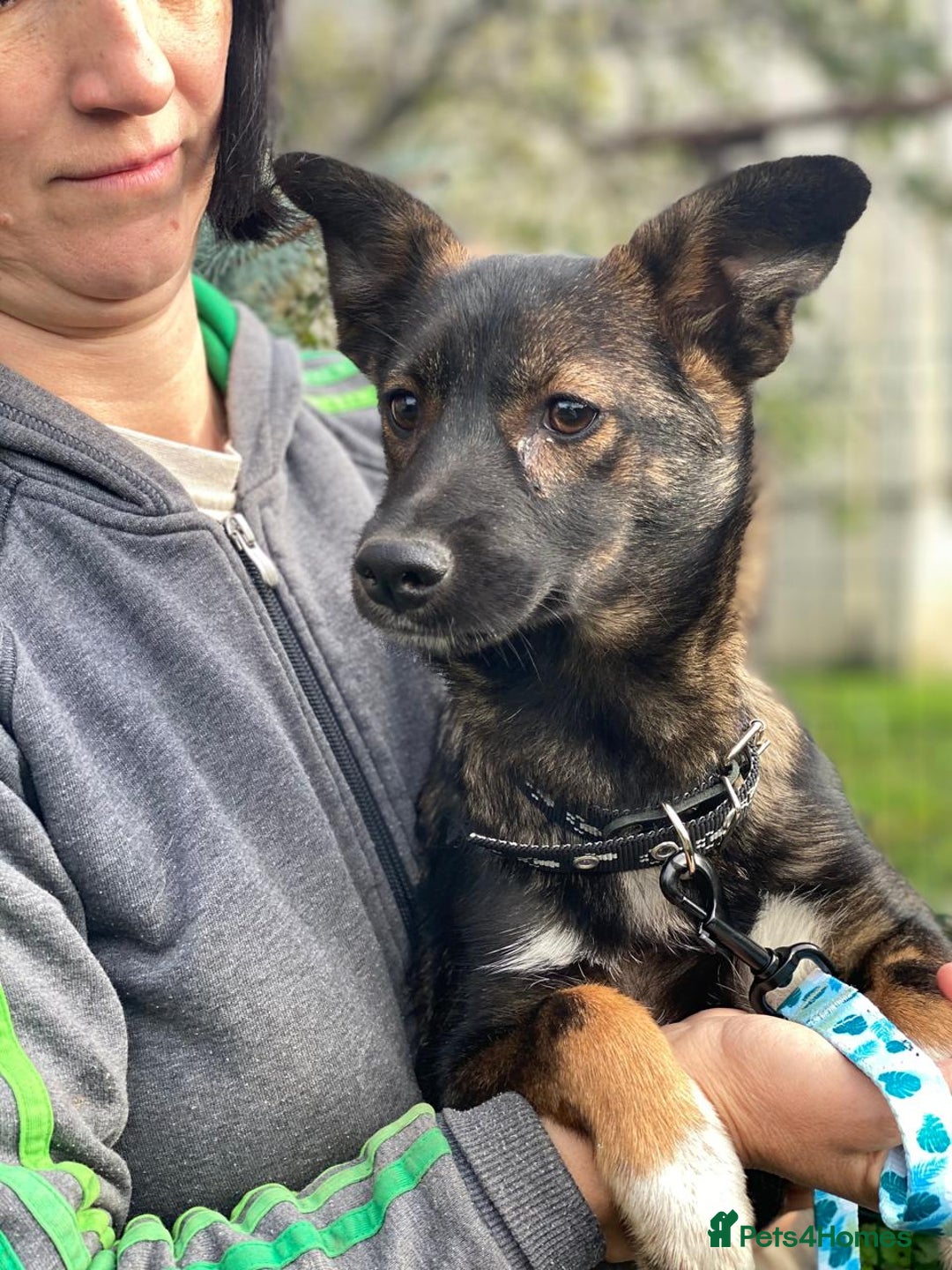 Mixed Breed dogs for adoption: 💖🐶 MIRRA 🐶💖 - Image 4