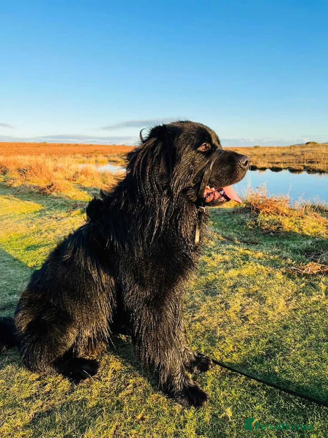 Newfoundland dogs for sale: Newfoundland male  - Advert 2