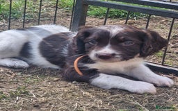English Springer Spaniel dogs for sale: KC registered English Springer Spaniel - Image 12