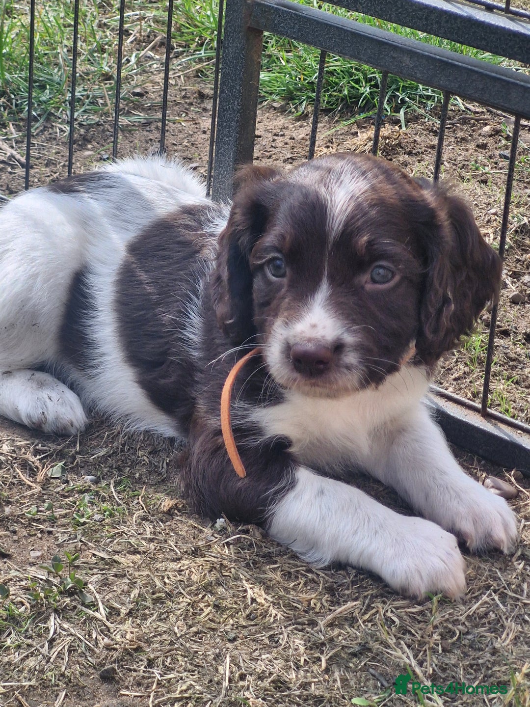 English Springer Spaniel dogs for sale: KC registered English Springer Spaniel - Image 12