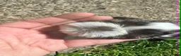 Shih Tzu dogs for sale: LOVELY  SHIH TZU PUPPIES - Advert 7