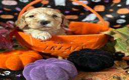 Cockapoo dogs for sale: ❤️AMAZING F1B COCKAPOOS ❤️ - Image 14