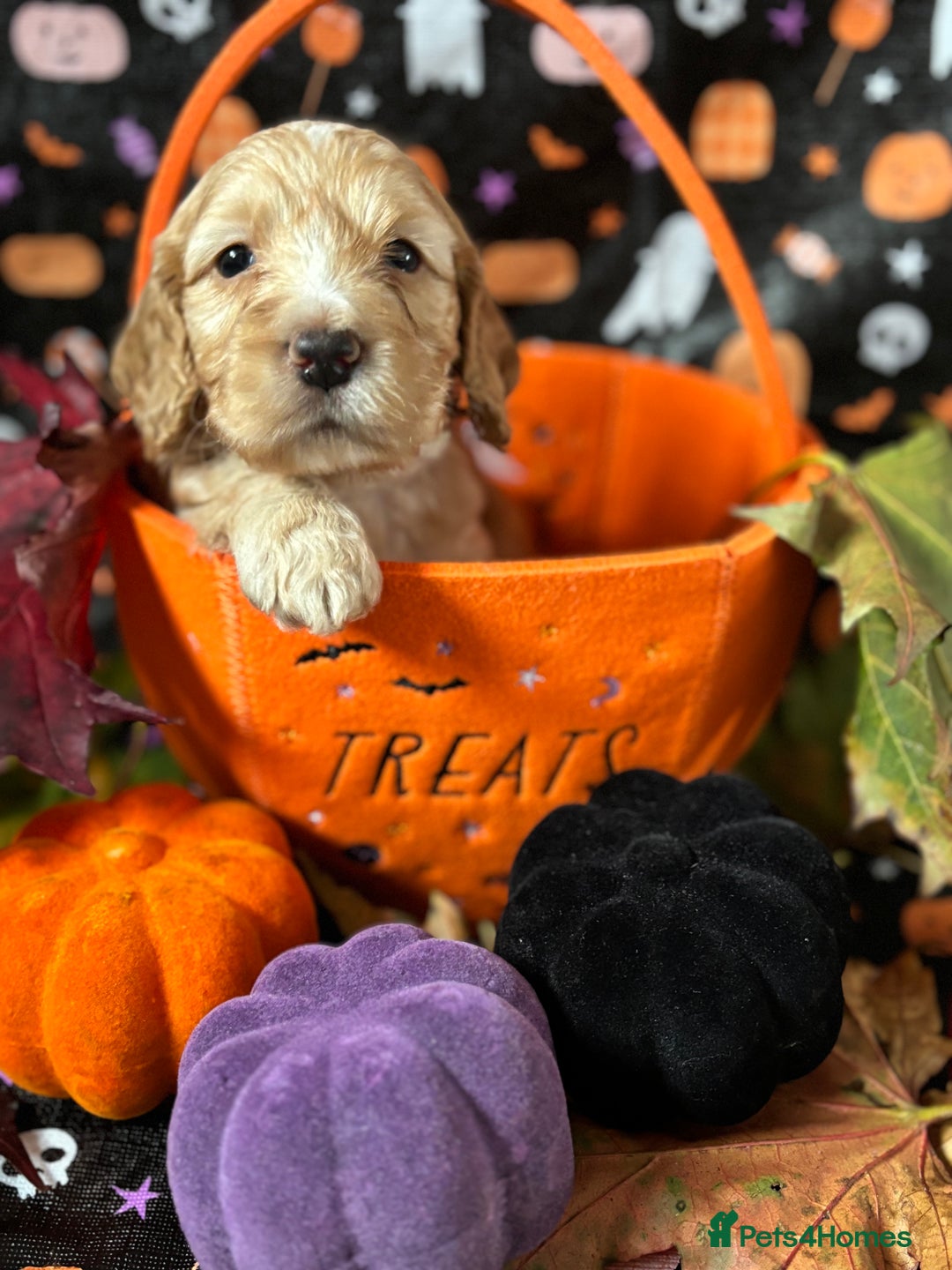 Cockapoo dogs for sale: ❤️AMAZING F1B COCKAPOOS ❤️ - Image 14