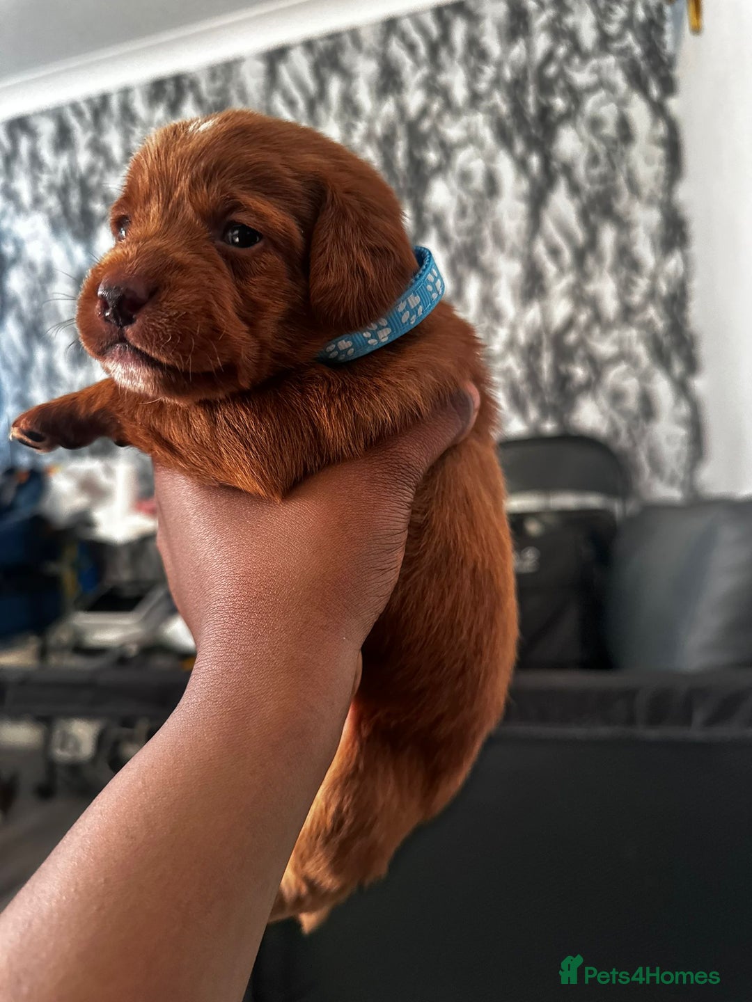 Doxiepoo dogs for sale: Stunning Doxiepoo Puppies for sale  - Advert 5