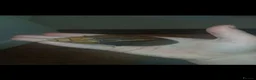 Snails invertebrates for sale: Giant African land snails for sale  - Advert 7