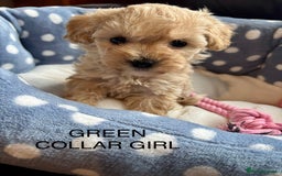 Cavachon dogs for sale: Super friendly, Litter trained Cavapoochon’s - Image 8