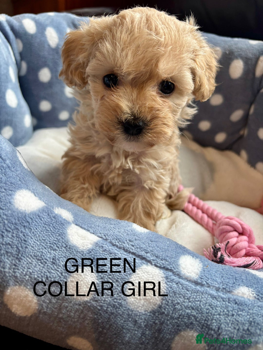 Cavachon dogs for sale: Super friendly, Litter trained Cavapoochon’s - Image 8