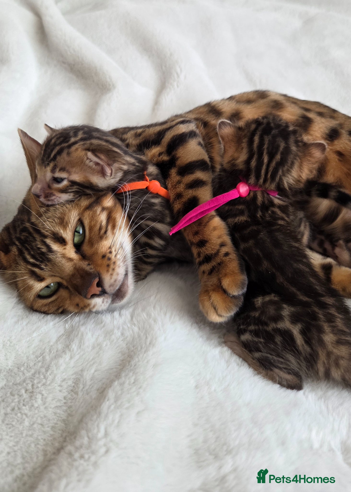 Bengal cats TICA registered two Bengal girls. 😻🐈 - Advert 6