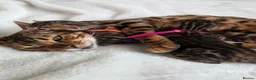 Bengal cats for sale: ⚜️Bengal kittens Tica registered ⚜️ - Advert 31