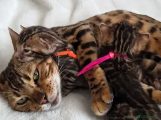 Bengal cats TICA registered two Bengal girls. 😻🐈 - Advert 1