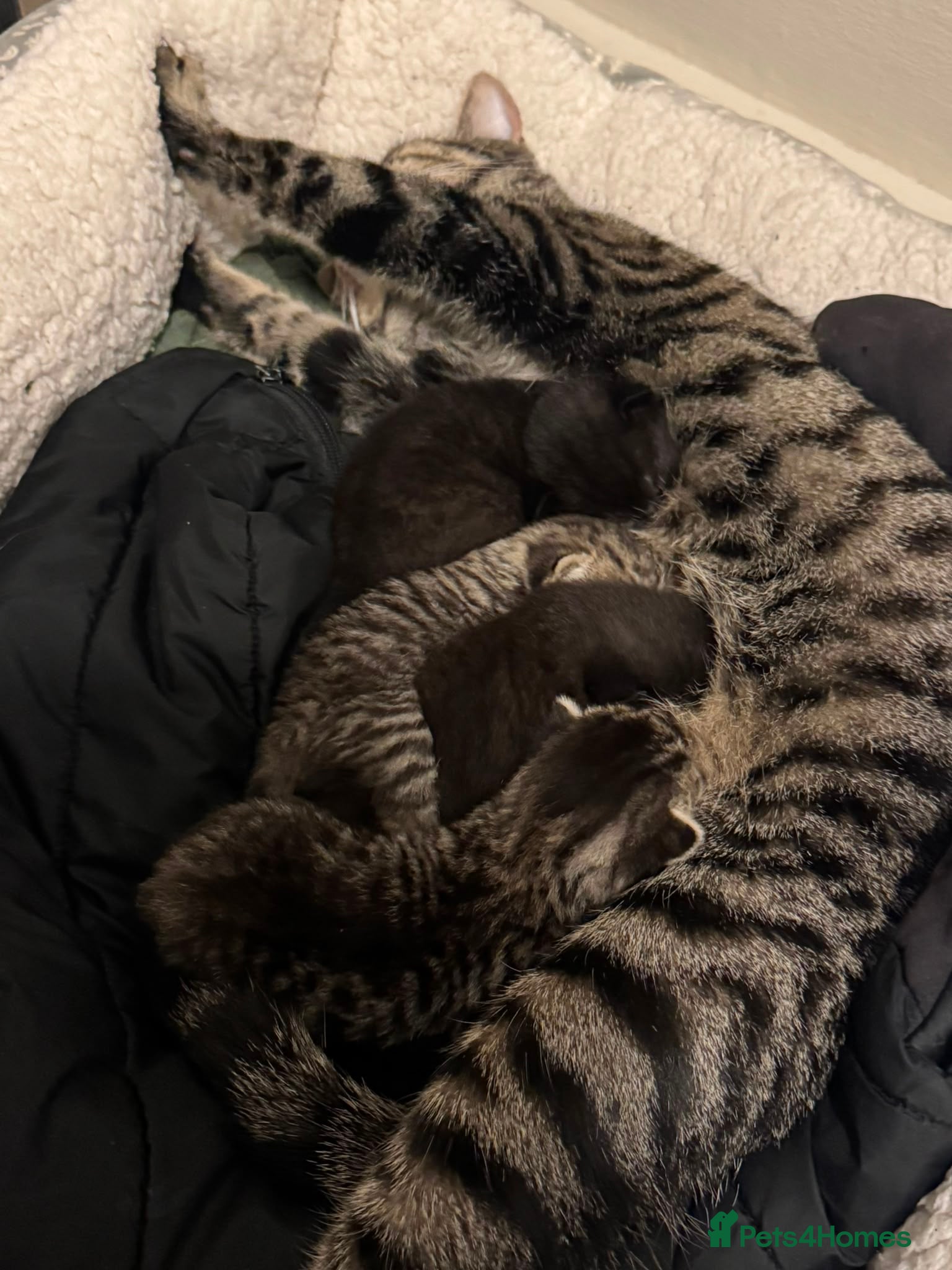 Mixed Breed cats British Shorthair X Tabby - Advert 1