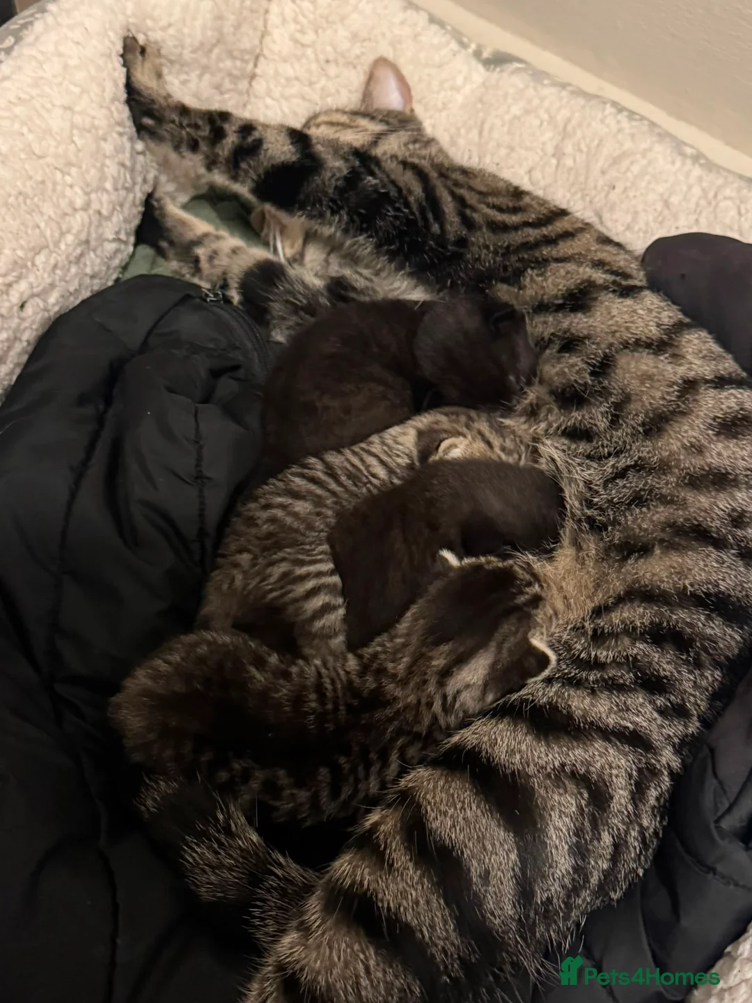 Mixed Breed cats for sale: X4 British Shorthair X Tabby - Advert 1