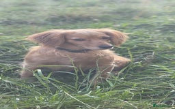 Cocker Spaniel dogs for sale: Stunning cocker spaniel puppies  - Image 5