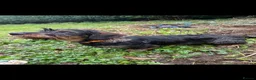 Dachshund dogs for sale: Wirehaired Dachshund  in Chesterfield - Advert 3