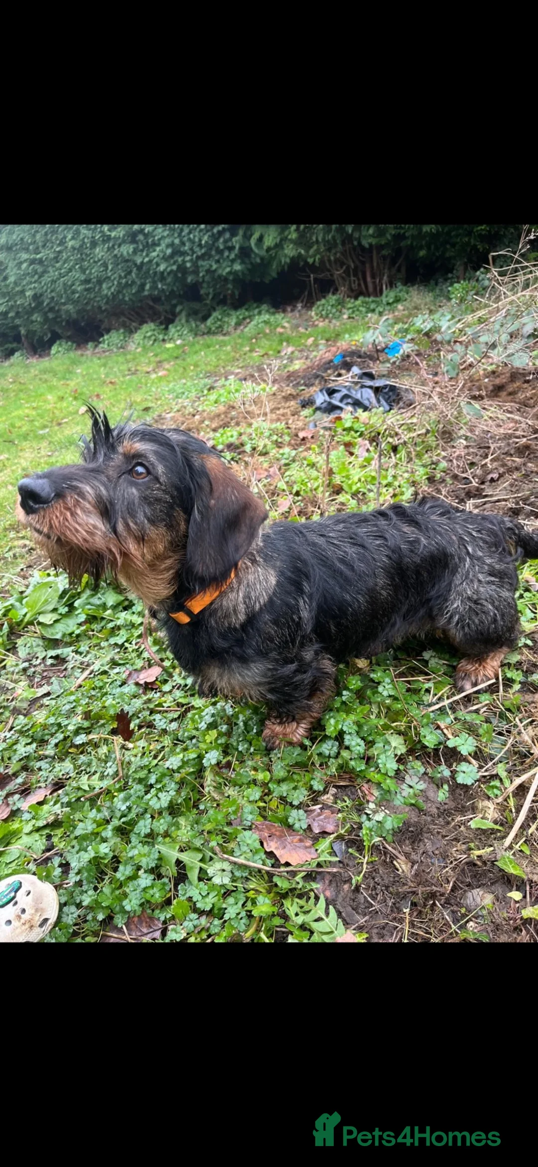 Dachshund dogs for sale: Wirehaired Dachshund  in Chesterfield - Advert 3