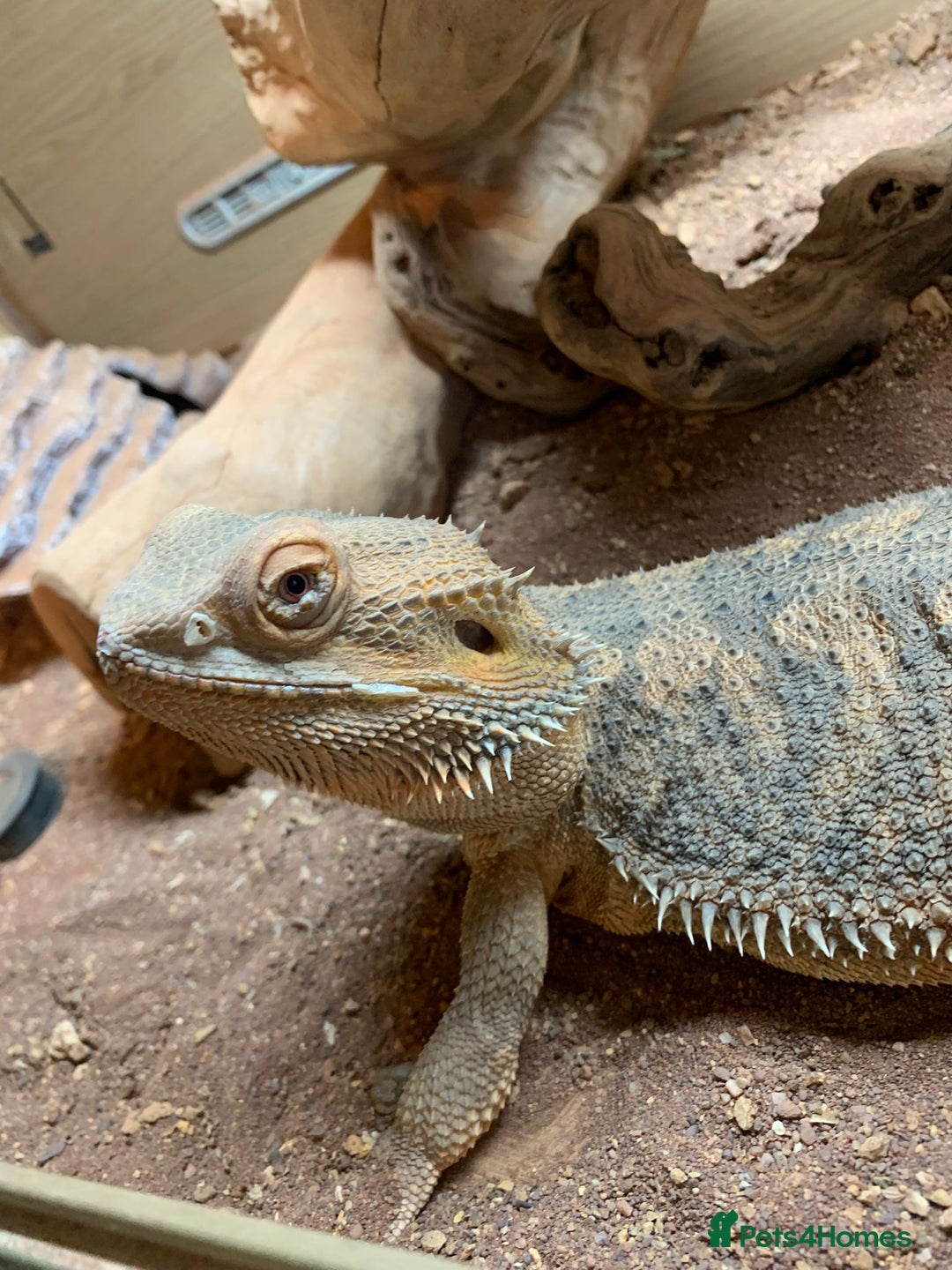 Bearded Dragon reptiles for sale: Bearded Dragon for Sale - Advert 2