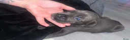 Cane Corso dogs for sale: Full breed cane corso puppies - Advert 4