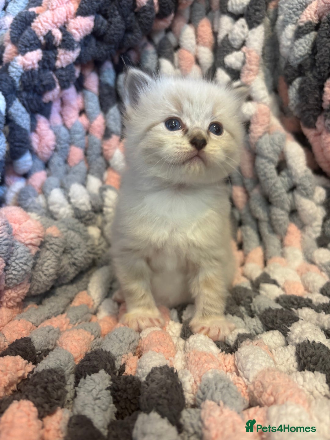 Ragdoll cats for sale: Beautiful ragdoll kittens 🩵 - Image 11