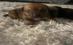 Mixed Breed dogs for sale: Our beautiful girl has had 8 puppies  - Image 4