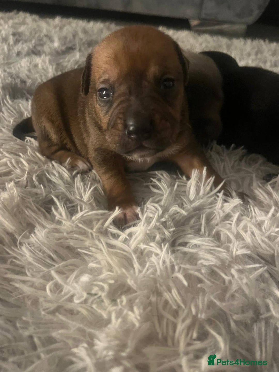 Mixed Breed dogs for sale: Our beautiful girl has had 8 puppies  - Image 4