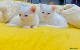 Ragdoll cats for sale: l Ragdol Kiten - Image 2