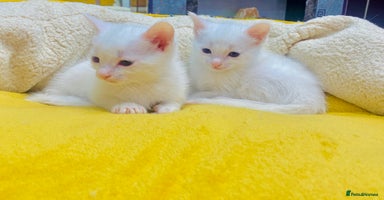 Ragdoll cats - Advert 4