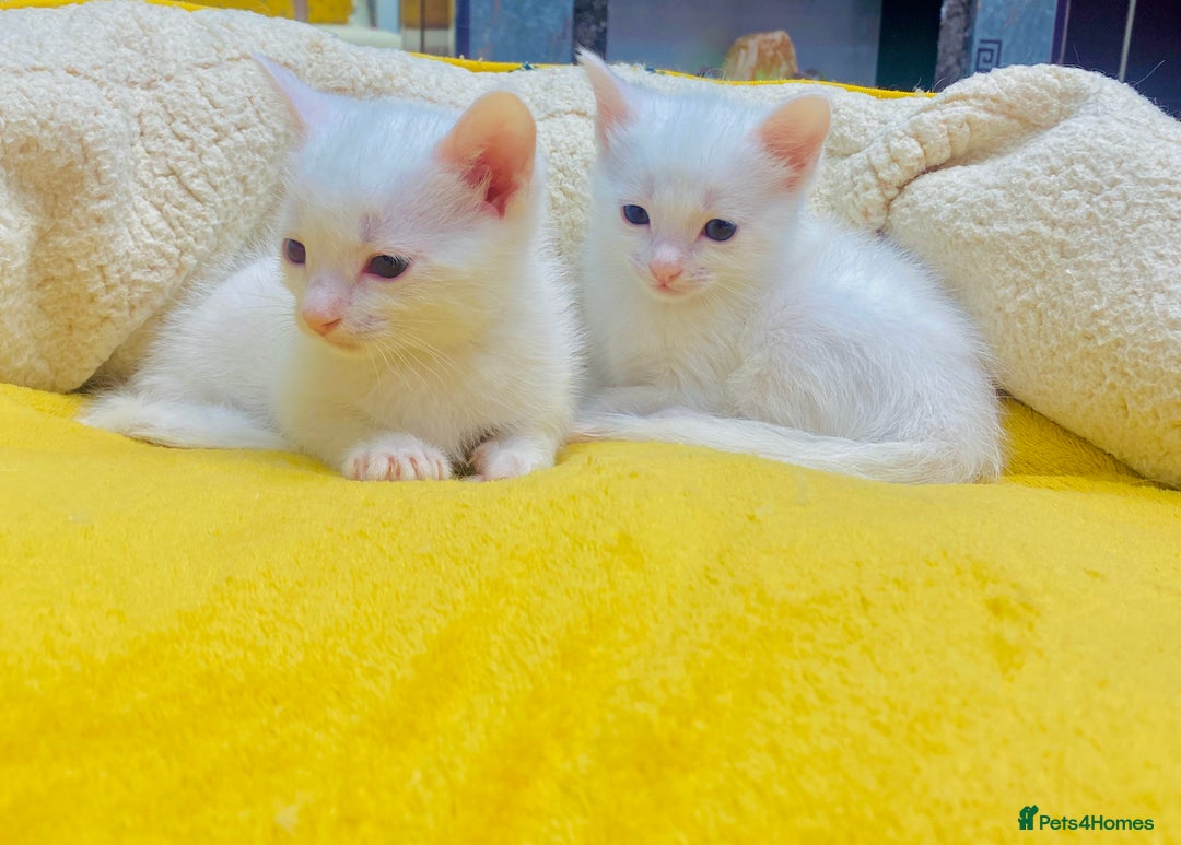 Ragdoll cats for sale: l Ragdol Kiten - Image 2