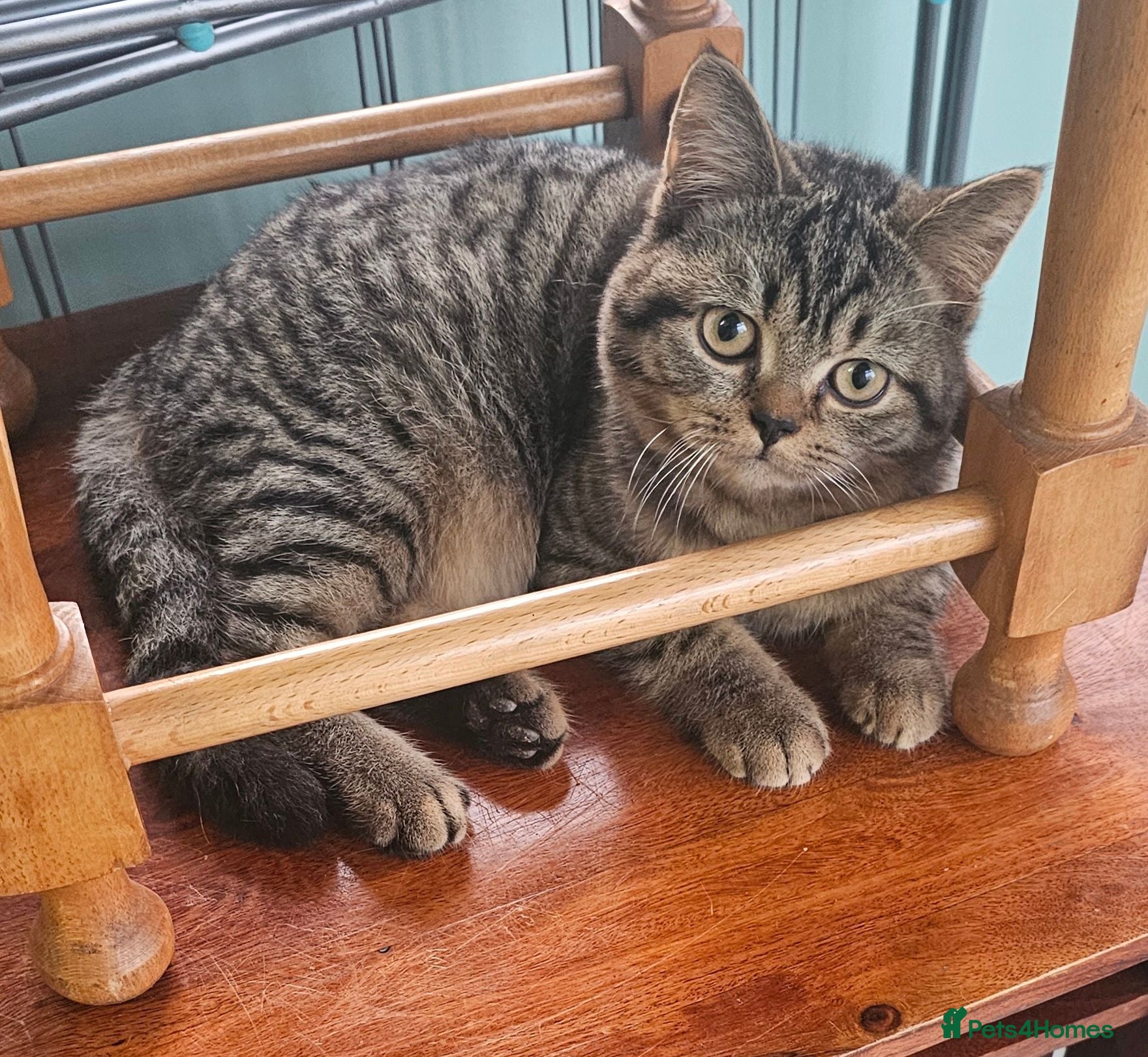 British Shorthair cats British shorthair male  - Advert 1