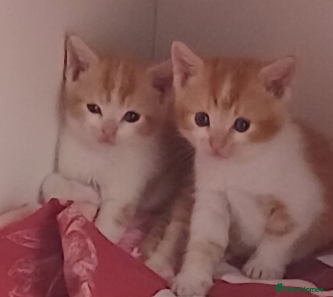 Mixed Breed cats for sale: Twin brother cats - Advert 3