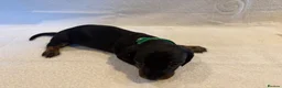 Miniature Dachshund dogs for sale: Miniature Dachshund Puppies - Advert 12